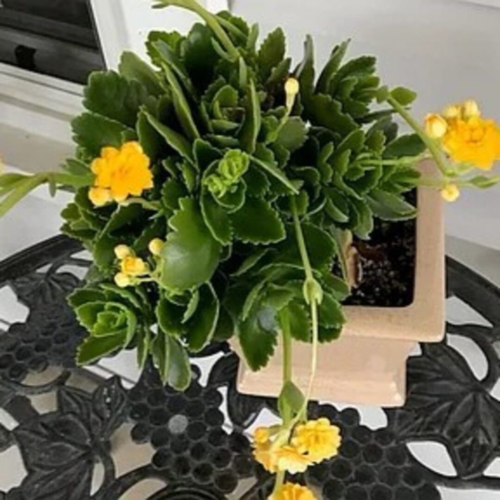 Outdoor Plants of Teddy Swims’ Sherman Oaks Home