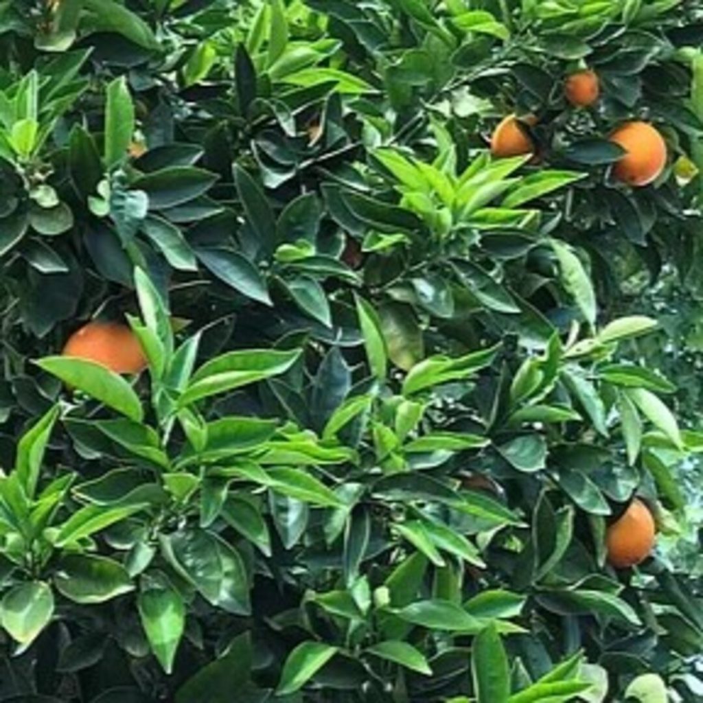 Outdoor Plants of Teddy Swims’ Sherman Oaks Home
