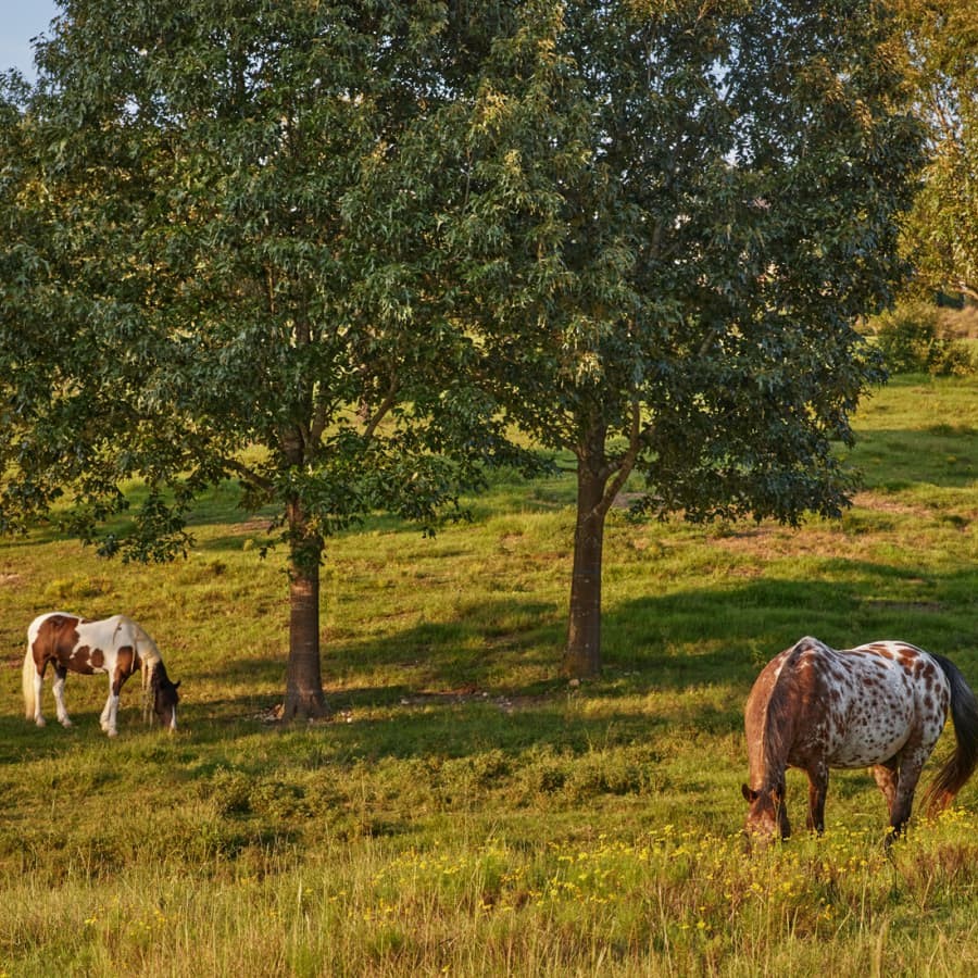 Pastoral View of a Lake Martin Surroundings